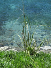 Austroderia richardii