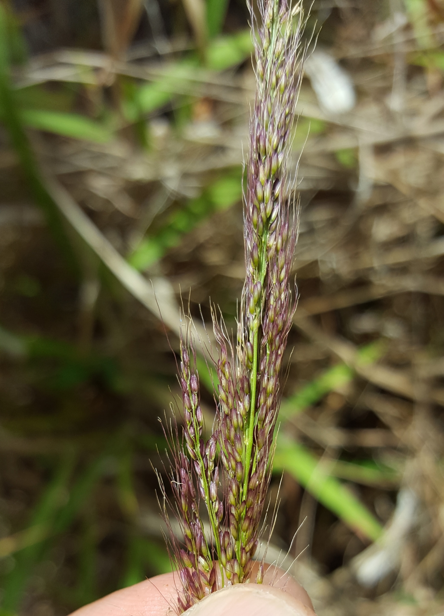(c) François Rousseu, certains droits réservés (CC BY-NC) https://www.inaturalist.org/observations/98224405
