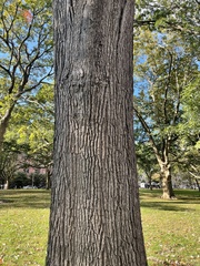 Quercus bicolor