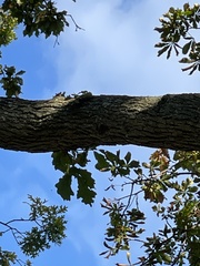 Quercus bicolor