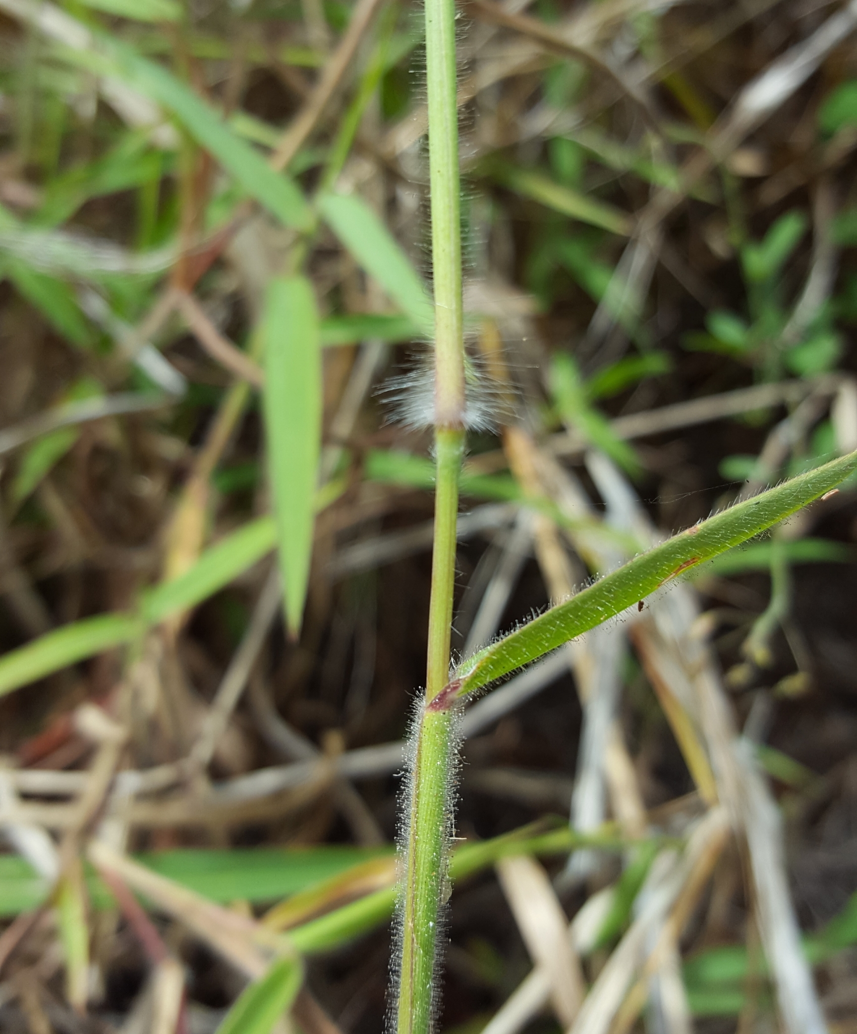 (c) François Rousseu, certains droits réservés (CC BY-NC) https://www.inaturalist.org/observations/98224405