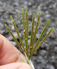 Actiniopteris semiflabellata