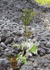 Actiniopteris semiflabellata