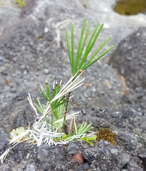 Actiniopteris semiflabellata