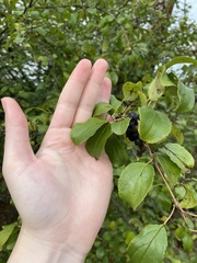 Rhamnus cathartica