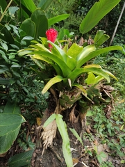 Billbergia pyramidalis