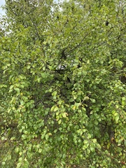 Rhamnus cathartica