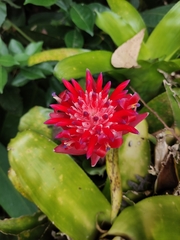 Billbergia pyramidalis