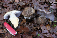 Glaucopodes