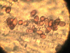 Glaucopodes