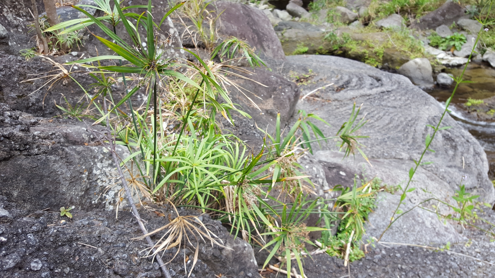 (c) François Rousseu, certains droits réservés (CC BY-NC) https://www.inaturalist.org/observations/98224805