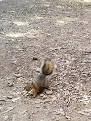 Sciurus niger
