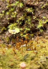 Dicranella rufescens