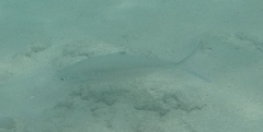 Scomberoides lysan