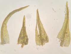 Dicranella rufescens