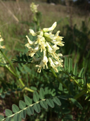 Astragalus pomonensis