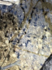 Lithobates sylvaticus