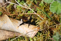 Bombus robustus