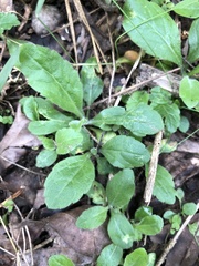 Veronica officinalis