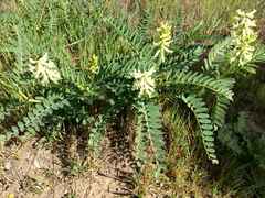 Astragalus pomonensis