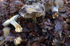 Glaucopodes