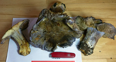 Glaucopodes