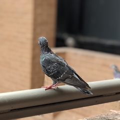 Columba livia domestica