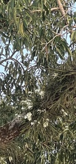 Brassavola nodosa