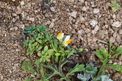 Linaria japonica