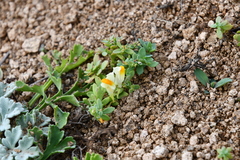 Linaria japonica
