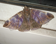 Pindara illibata