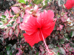 Hibiscus