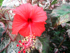 Hibiscus