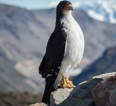 Daptrius albogularis