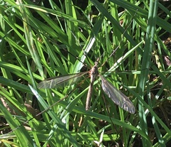 Tipula paludosa