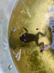 Limnodynastes dumerilii dumerilii