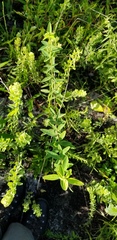 Desmodium obtusum