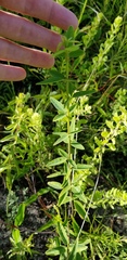 Desmodium obtusum