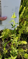 Desmodium obtusum