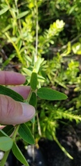 Desmodium obtusum