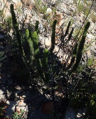 Aspalathus sceptrum-aureum