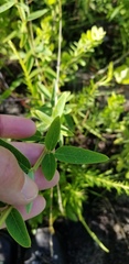 Desmodium obtusum