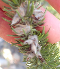 Aspalathus sceptrum-aureum