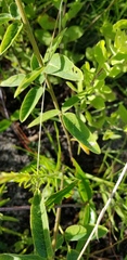 Desmodium obtusum