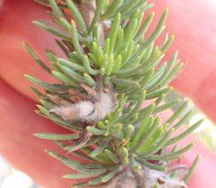 Aspalathus sceptrum-aureum