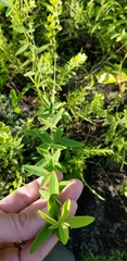 Desmodium obtusum