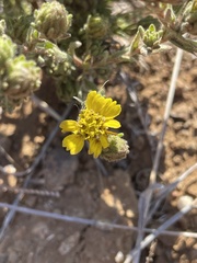 Deinandra increscens