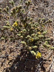 Deinandra increscens