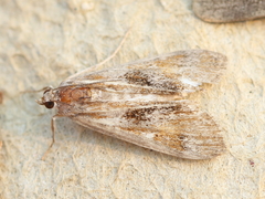 Parapoynx maculalis