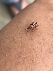 Disonycha leptolineata